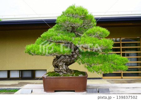 9647 盆栽 黒松 「獅子の舞」 BONSAI 9647 盆栽 黒松 「獅子の舞」 BONSAI 139837502