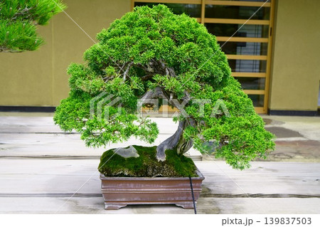 9648　盆栽　真柏　BONSAI 139837503