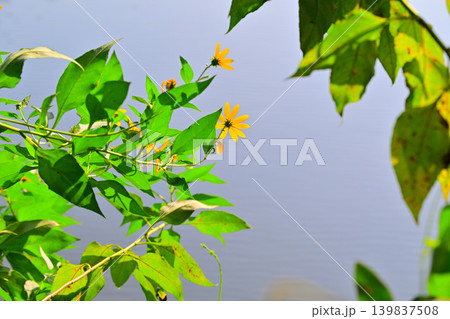 キクイモの花 八丁湖畔 埼玉県吉見町 キクイモの花 八丁湖畔 埼玉県吉見町 139837508