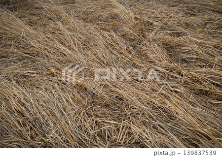Dry Flattened Grass Natural Texture Background 139837539