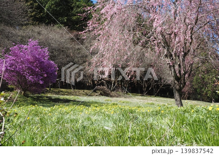 しだれ桜とつつじの花 しだれ桜とつつじの花 139837542
