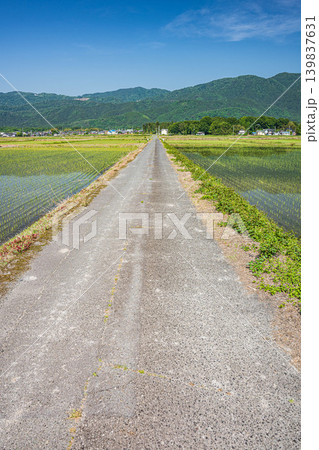奥琵琶湖の田園風景　滋賀県高島市マキノ町 139837631