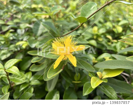 公園の花壇に咲くキンシバイのクローズアップ 公園の花壇に咲くキンシバイのクローズアップ 139837857