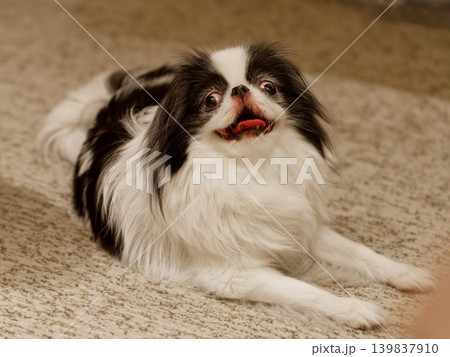 伏せをして微笑む狆(Japanese Chin)のポートレート 伏せをして微笑む狆(Japanese Chin)のポートレート 139837910