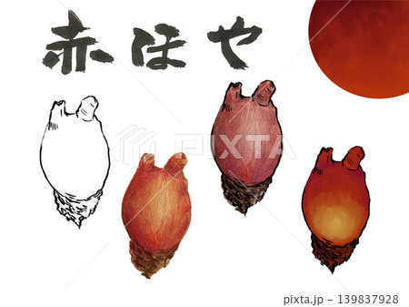 赤ホヤの筆文字 赤ホヤの筆文字 139837928