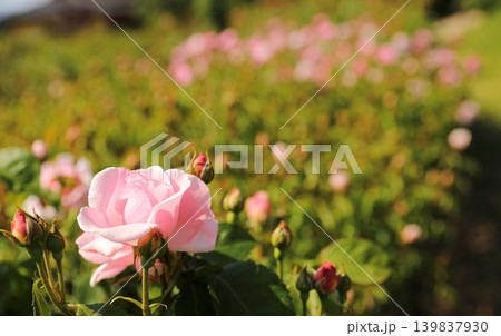 花　バラ　春 139837930