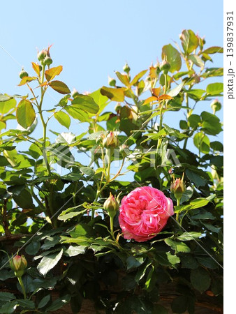 花　バラ　春 139837931