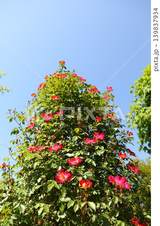 花　バラ　春 139837934