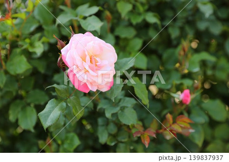 花　バラ　春 139837937