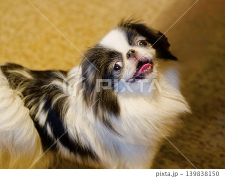 見上げて微笑む狆（Japanese Chin）の可愛い表情 139838150