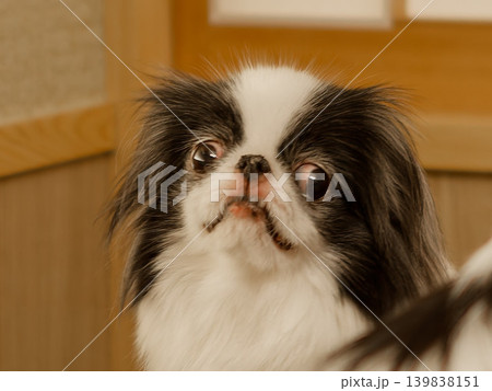 じっと見つめる狆（Japanese Chin）のポートレート 139838151