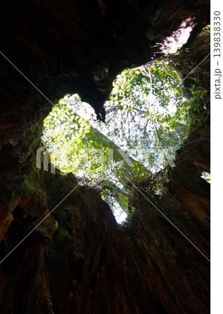 縄文杉トレッキング ウィルソン株 屋久島 139838330