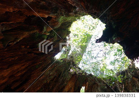縄文杉トレッキング ウィルソン株 屋久島 139838331