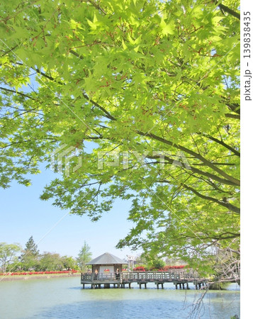 長岡天満宮 八条ヶ池と新緑 長岡天満宮 八条ヶ池と新緑 139838435
