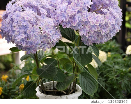 あじさい・万華鏡の花 あじさい・万華鏡の花 139838565