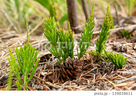 Young Equisetum Arvense Shoots on Forest Floor 139838611