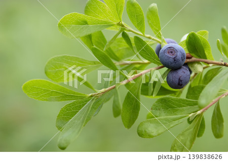 Ripe blue berries of Dwarf bilberry on a branch with leaves. Ripe blue berries of Dwarf bilberry on a branch with leaves. 139838626