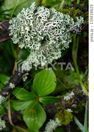 Hypogymnia Physodes Lichen Clinging to Forest Branch Hypogymnia Physodes Lichen Clinging to Forest Branch 139838629