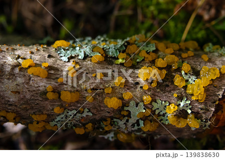 Orange jelly spot mushrooms on the decaying spruce wood. Orange jelly spot mushrooms on the decaying spruce wood. 139838630