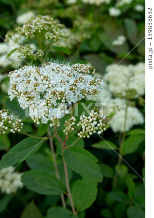 Spiraea alba white flowers with green foliage in the meadow. 139838632