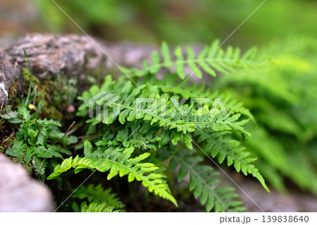 Licorice fern with bright green leaves grows in the rainforest. 139838640