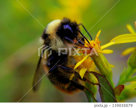 尾瀬の秋の花と蜜を運ぶマルハナバチ 尾瀬の秋の花と蜜を運ぶマルハナバチ 139838879