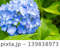 【マクロ撮影】アジサイに付いた雨粒【長野県】 139838973