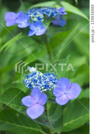 大きな装飾花がボケるガクアジサイの奥行き 大きな装飾花がボケるガクアジサイの奥行き 139838989