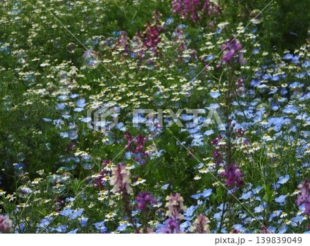 お花畑に舞うシャボン玉 139839049