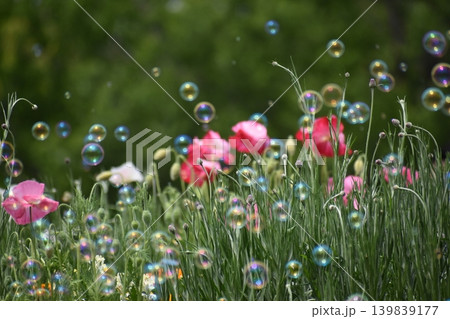 お花畑に舞うシャボン玉 お花畑に舞うシャボン玉 139839177
