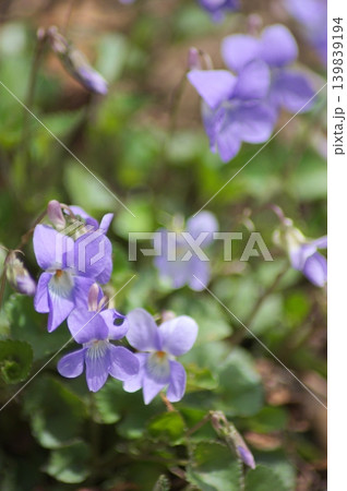 春の光に包まれて群生する可憐な立坪菫 春の光に包まれて群生する可憐な立坪菫 139839194