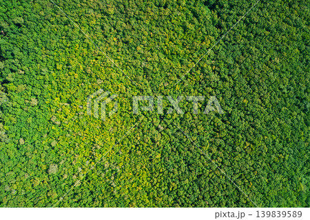 A vast, verdant forest is seen from high above, with thousands of trees forming a rich green tapestry. 139839589