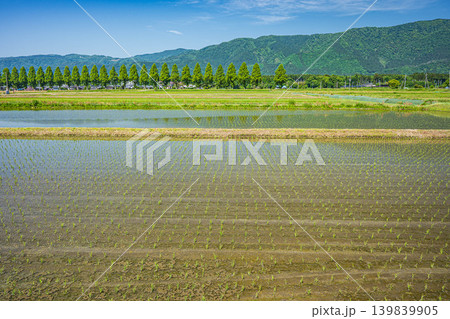 奥琵琶湖の長閑な田園風景 知内川沿いのメタセコイア並木 滋賀県高島市 奥琵琶湖の長閑な田園風景 知内川沿いのメタセコイア並木 滋賀県高島市 139839905