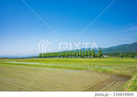 奥琵琶湖の長閑な田園風景　知内川沿いのメタセコイア並木　滋賀県高島市 139839909