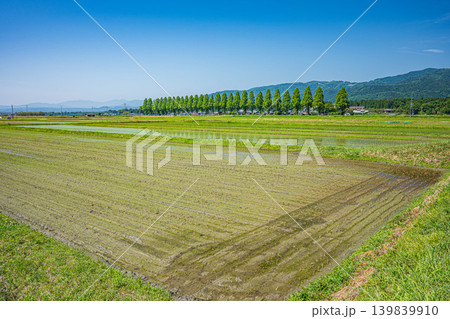 奥琵琶湖の長閑な田園風景　知内川沿いのメタセコイア並木　滋賀県高島市 139839910