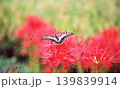 野原に咲く彼岸花と蝶 139839914