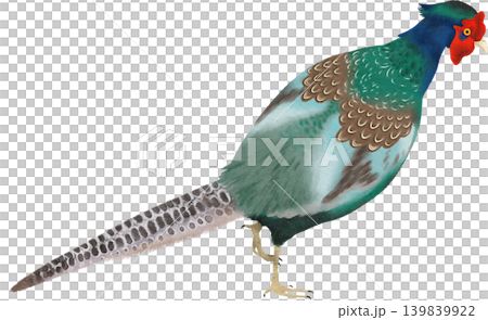 Hand-drawn style illustration of a pheasant from behind. Hand-drawn style illustration of a pheasant from behind. 139839922