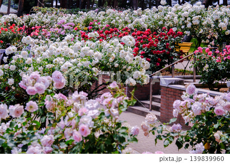 白薔薇のコーナー 白薔薇のコーナー 139839960