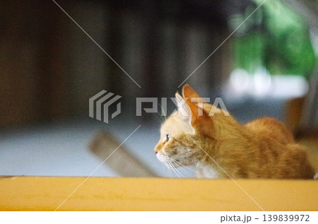 黄色い縁の子猫 黄色い縁の子猫 139839972