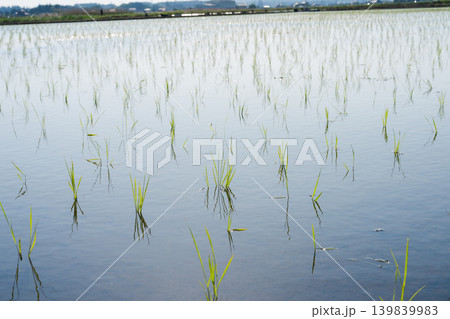 田植えを終えた水田 139839983