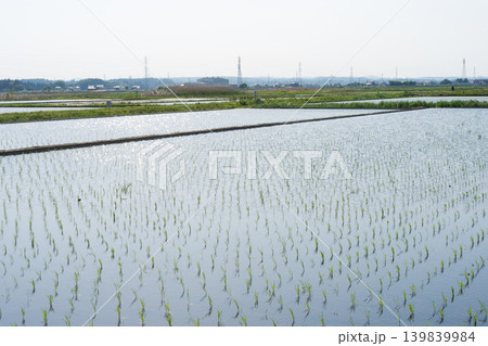 田植えを終えた水田 田植えを終えた水田 139839984