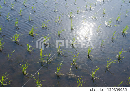 田植えを終えた水田 139839986