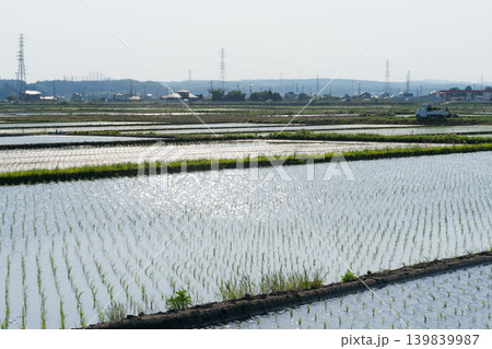田植えを終えた水田 139839987