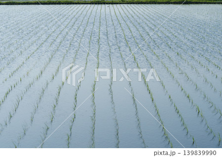 田植えを終えた水田 139839990