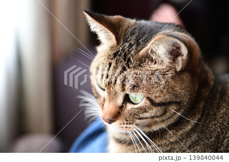 膝の上の猫 膝の上の猫 139840044