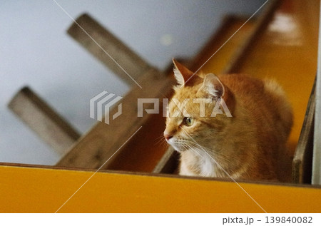 黄色い階段の上の猫 139840082