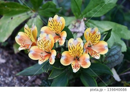 アルストロメリア Alstroemeria アルストロメリア Alstroemeria 139840086