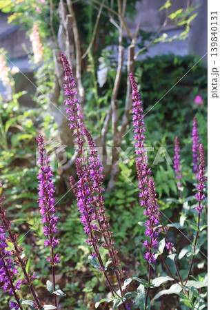朝陽を浴びる花壇のネモローサカラドンナ 139840131