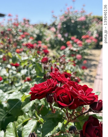 初夏のバラ園に咲き誇る深紅の薔薇 139840136
