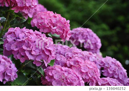 満開の紫陽花 クローズアップ 背景ボケ 満開の紫陽花 クローズアップ 背景ボケ 139840252
